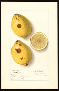 Watercolor Image of lemons (scientific name: Citrus limon), with this specimen originating in Pasadena, Los Angeles County ca. 26 August 1910