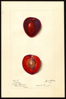 Watercolor Image of plums (scientific name: Prunus domestica) ca. 25 June 1915