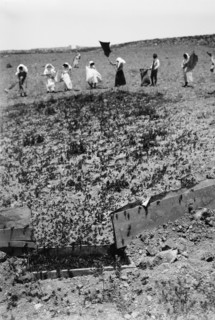 The terrible plague of locusts in Palestine, March-June 1915. Locusts entering the trap. ca. 1915