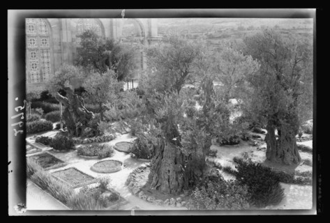 Mount of Olives and Gethsemane. The olive trees of Gethsemane ca. 1920