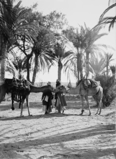 Men with camels saluting at an oasis in the desert ca. 1900