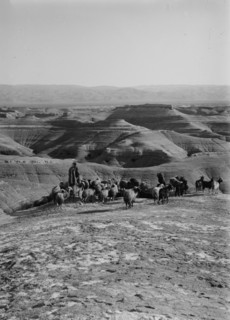 Shepherd with his flock of sheep in middle east ca. 1900