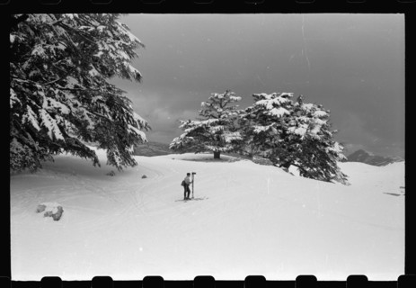 A skier observing the snow in Lebanon, with cedar  trees surrounding the area ca. 1946