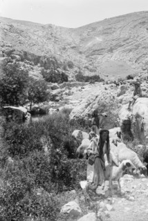 Sheep and shepherd at Ain Farah, Ein Farah or 'Ayn Fara ca. between 1898 and 1946