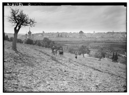 Church of Magdalene and Jerusalem as seen from the slopes of Mt. Olivet, man plowing behind a mule ca. between 1940 and 1946