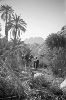 Man and his camel in  Wady Feiran and Jebel Serbal ca. 1900