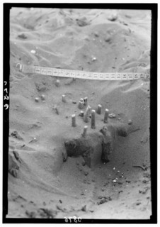 During the locust plagues in Palestine, here is seen a group of egg tubes which have been exposed by shifting sands ca. 1930
