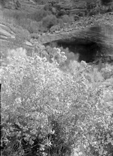 Petra (Wadi Musa). Es-Siyyagh Valley. Oleanders in bloom. Found in profusion throughout Petra ca. 1920