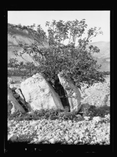 The strength of a fig tree splitting a very large rock in Transjordan ca. 1930