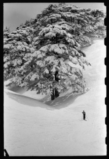 Cedars of Lebanon on snowy mountain with skier in the foreground ca. 1946