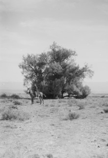 Man on a horse in the deseert on the road to Jericho ca. 1900