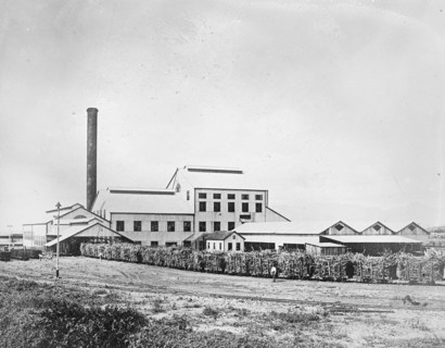 Experimental Station, Hawaiian Sugar Planters Association ca.  between 1910 and 1920