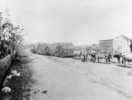 Puerto Rico, West Indies, 7 Central Machete, Oxen pulling wagons ca.  between 1910 and 1920