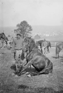 U.S. Army horse stunts, B Troop, 15th U.S. Cavalry, Frostburg, Md. ca. 1909
