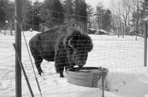 National Zoo Park, buffalo ca. between 1909 and 1923
