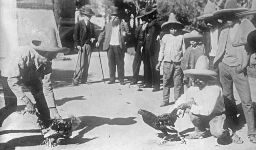 Men participating in a cock fight in Mexico ca. between 1909 and 1920