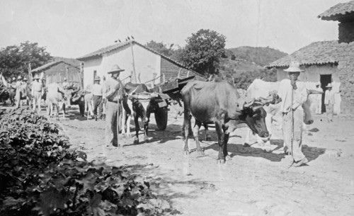 Men working in rural Honduras ca. between 1909 and 1919