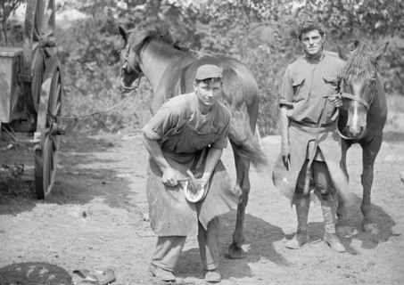 U.S. Army, a soldier shoeing a horse ca. between 1909 and 1940