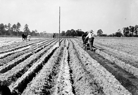 Men planting cotton in Marlboro County South Carolina ca. between 1909 and 1920