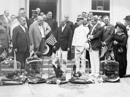Group, including President Wilson, looking at birds (possibly roosters and chickens) in cages ca. between 1909 and 1920