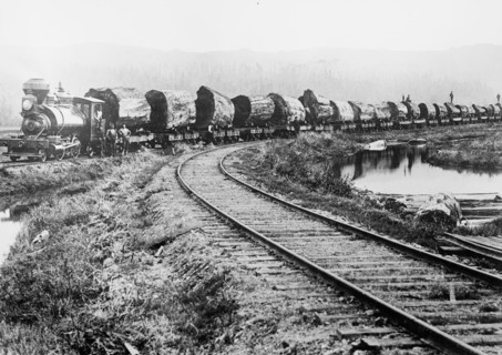 Redwood logs, in flatbed train cars, on way from forest to mill at the Excelsior Lumber Company in Eureka, CA ca. between 1909 and 1920