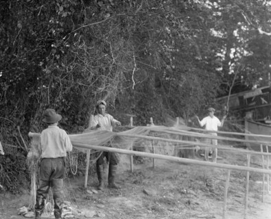 Men working with their nets for shad fishing on the Potomac ca. between 1909 and 1932