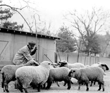 Man with White House sheep ca. 1909