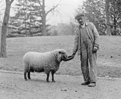 Man with a White House sheep ca. 1909
