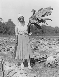 Woman, full-length portrait, standing in field, facing front, holding tobacco leaf, in Washington, D.C. area ca. 1909
