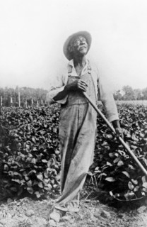 Full-length portrait of man, standing in field, with hoe(?), looking upward ca. 1909