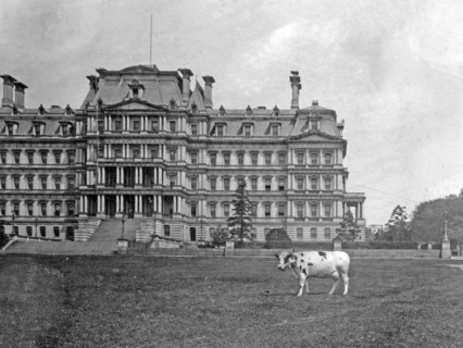 White House pet Pauline the cow, who furnished milk and cream for the Taft household was pastured on the lawns of the White House and State Department, the latter shown in the background ca. 1909