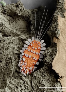 Tuckerella sp. The Peacock mite, a beautiful but important pest on citrus in the tropics, shown here on a tea stem. Magnified 260X (with a low-temp scanning electron microscope) ca. Taken on 22 March ...