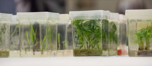 Close up of plant tissue cultures being grown in a lab