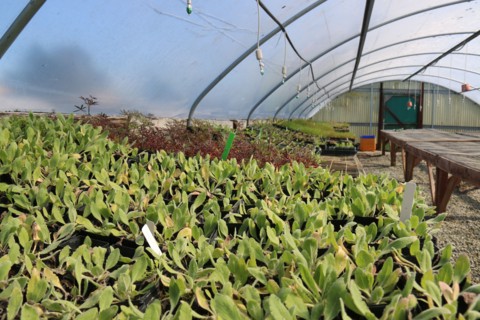 Greenhouse plants at Watershed Institute greenhouse at CSU Monterey Bay ca. 24 February 2017