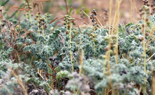 San Diego ambrosia (Ambrosia pumila) is a perennial herb that primarily inhabits grasslands and drainages in a small segment of San Diego County. It is listed as endangered under the Endangered Specie...