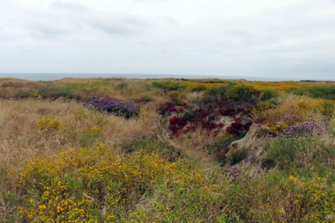 Vernal pool restoration site at Camp Pendleton ca. 7 June 2017