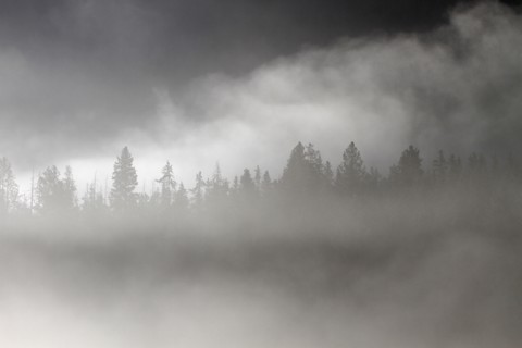 Conifer trees silhouetted in morning fog at Pebble Creek in Yellowstone National Park; Date:  13 June 2015