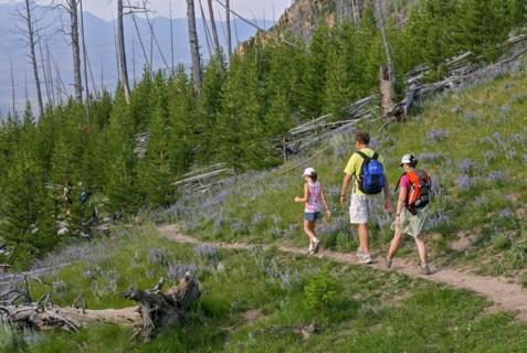 A man, woman and a girl are walking on a hiking trail towards a young forest with purple flowers near trail. Hikers on Bunsen Peak Trail in Yellowstone National Park; Date: 1 August 2008