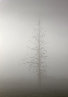 Lodgepole pine silhouetted in morning fog at Pebble Creek in Yellowstone National Park; Date: 13 June 2015