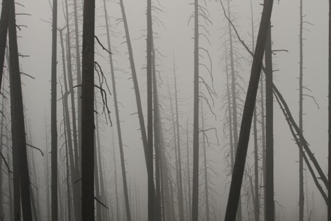 Looking through dead tree trunks at only fog. Foggy night on Mt. Washburn in Yellowstone National Park; Date:  4 August 2014