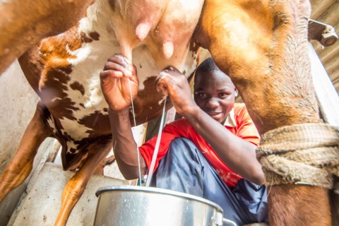 Young man in Zimbabwe milking a cow ca. 17 March 2016