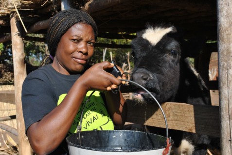 A woman from a rural area in Malawi feeds a cow she raises for dairy ca. 11 July 2012
