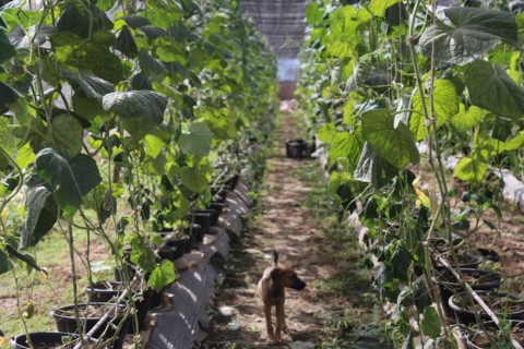 Growing food for Mali in Mali - Sidibé Agro-techniques is a Malian business paving the way for local greenhouse production of food crops, including tomatoes, cucumbers, papayas, melons, and peppers. c...