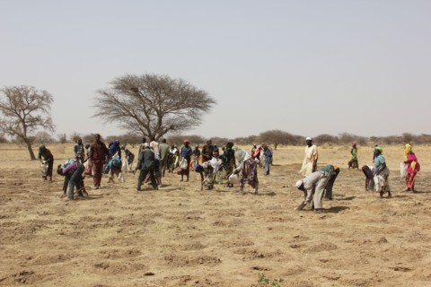 Niger - People in a field (probably planting seeds) in May 2015