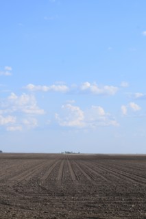 Recently planted farmland in east central Illinois