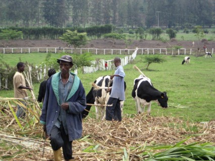 Rwanda Dairy Farmers and Holstein Cows in a field