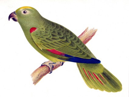 1800s nature print