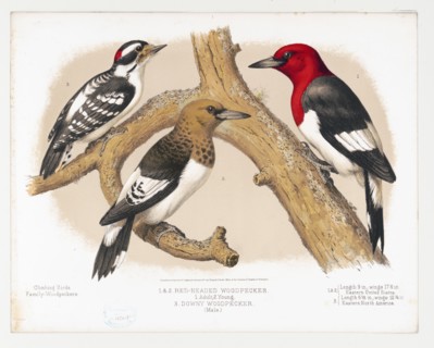 1874 Nature Print