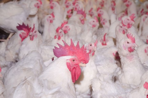 2015 USDA visit to Seldom Rest Farms