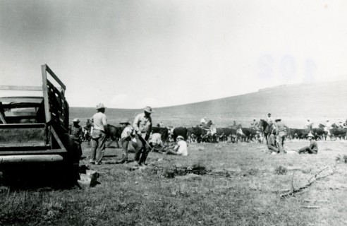 Cattle Branding 1936